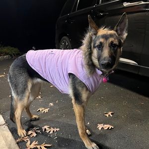 Dog winter coat
